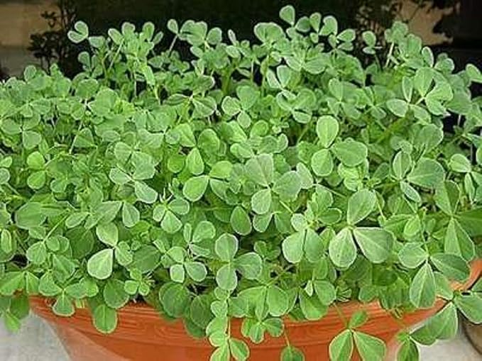 Fenugreek Sprouting Seed, Non GMO -16 oz - Country Creek Acres Brand - Fenugreek for Sprouts, Garden Planting, Cooking, Soup, Emergency Food Storage, Vegetable Gardening, Juicing, Cover Crop