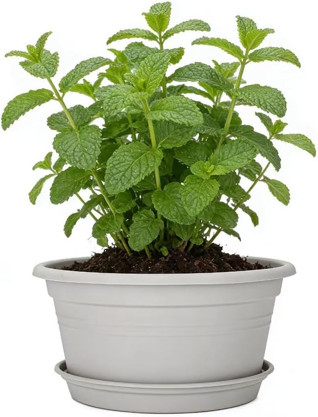 MRPAPA 6Pack Round Plastic Pots for Plants, Outdoor Planters with Drainage Hole & Tray Saucer, Decoration Large Flower Pots for Indoor Outdoor Garden Home Plants (6, Gray White, 10 Inch)