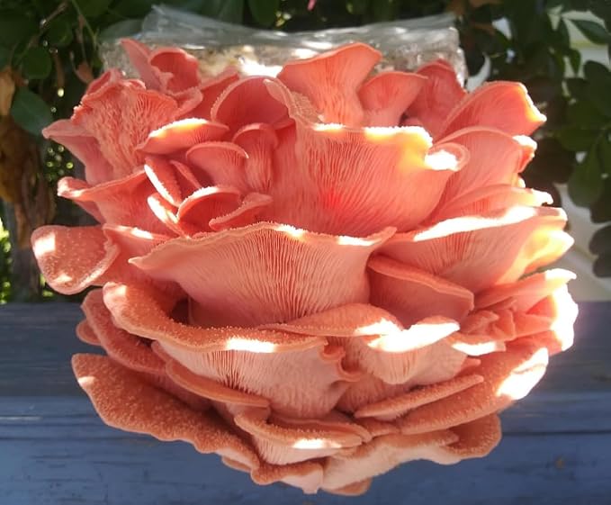 Four All in One Mushroom Grow Kits with Yellow, Blue, Florida, and Pink Oyster, Complete Cultivation Set