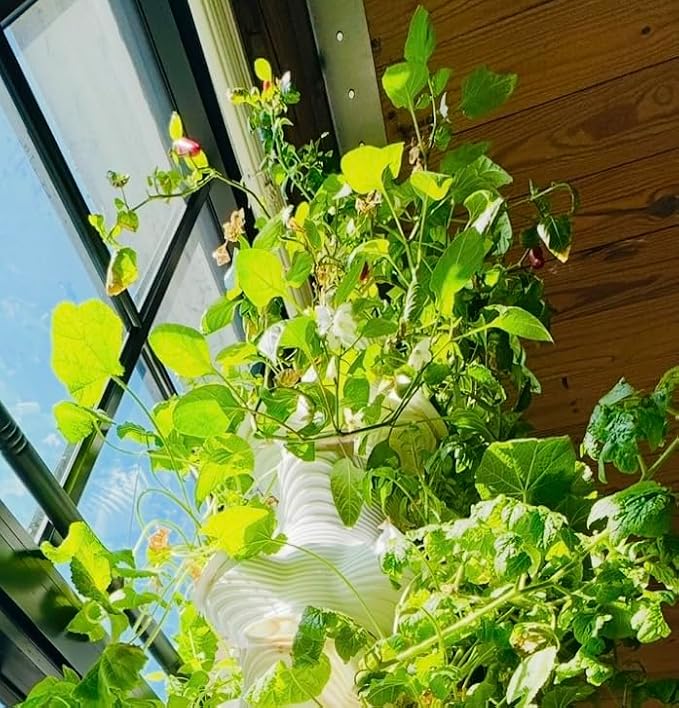 Indoor Desktop Hydroponics Tower System Growing Kit Perfect for Edible Flowers, Herbs, and Vegetables for Homes, Offices, Apartments, and Studios.