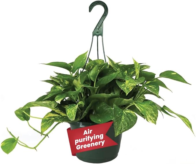 American Plant Exchange Golden Pothos – Live 8-Inch Hanging Basket, Devil’s Ivy, Easy-Care Air Purifying Houseplant, Fast-Growing Trailing Vine for Hanging Planters, Indoor Home or Office Décor