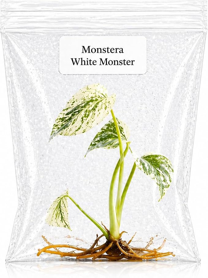 Rare Monstera White Monster Tissue Culture Starter Plants, Variegated Plants Live Houseplants, Live Plants for Collectors, Monstera Plant for Indoor Garden