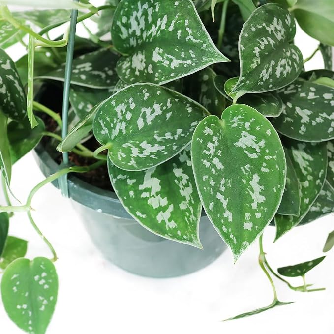 American Plant Exchange Scindapsus Silvery Ann Pothos Hanging Basket, Large 8-Inch Pot, Live Vining Indoor Houseplant, Green and Silver Foliage