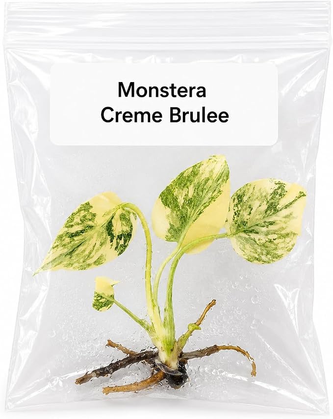 Monstera Creme Brulee Tissue Culture Plant, Rare Variegated Monstera Live Plant Starter, Indoor House Plant, Tissue Culture Plants Live Houseplants, Tropical Live Plant for Houseplant Collectors