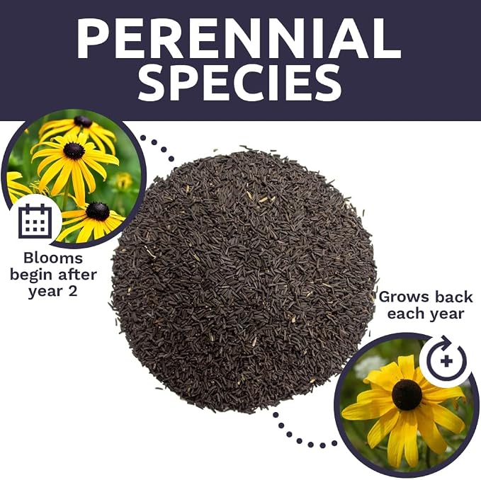 Black Eyed Susan Seeds – Bulk Quarter Pound Bag – Over 400,000 Open Pollinated Non-GMO Wildflower Seeds – Rudbeckia hirta