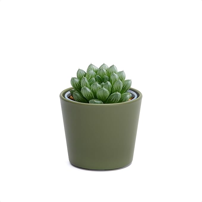 Phoenix Vine 3.5 Inch Olive Plastic Cachepot with Clear Nursery Pot, Decorative Lightweight Planter Cover with Transparent Inner Pot for Indoor Houseplants, Pack of 1, 24-A-F-1