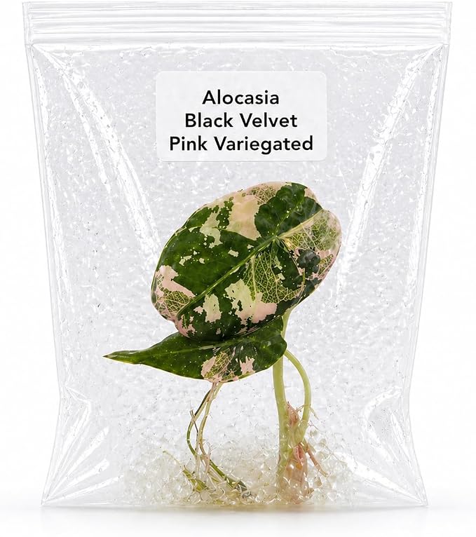 Rare Alocasia Black Velvet Pink Variegated Tissue Culture Live Plant Starter, Exotic Plants Live Houseplants for Collectors, Live Plants Gift for Houseplant Lovers