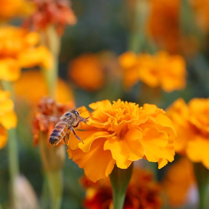Mountain Valley Seed Co Save the Bees Wildflower Seed Shaker - ~100,000+ | Wildflower Seeds for Planting with 19 Varieties, Easy Seed Shaker, Attracts Bees and Pollinators, Covers up to 370 Sq Ft