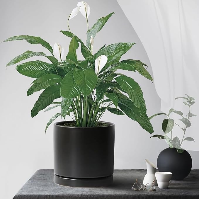 Yukfona Ceramic Plant Saucer Tray 1 Pcs 10 Inch Black, 10.83" OD x10.24 ID x1.1 Deep| Fits Flower pots Bottom≤ 10.24", Heavy Duty Glazed Round Planter Drip with Catch Basin for Indoor Outdoor Plants