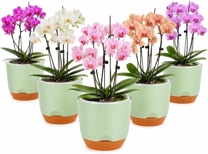 QCQHDU 5.7Inch Orchid Pots with Holes for Repotting, Double-Layer Plastic Self Watering Flower Pots for Indoor Plants with Drainage Holes, Clear Orchid Pot Match Decorative Orchid Container, 5 Packs