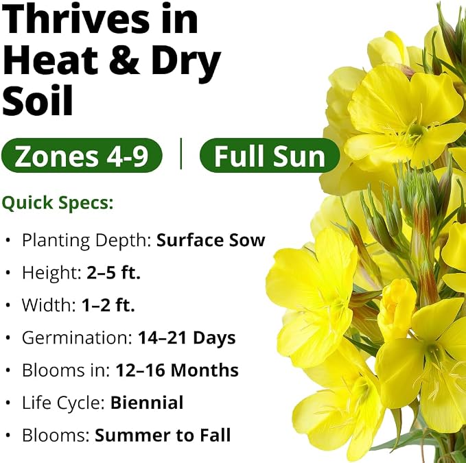 HOME GROWN Evening Primrose Seeds for Planting, Oenothera Lamarckiana, 575 Heirloom Non-GMO Wildflower Seeds, 0.3g, Yellow Blooms, Drought Tolerant, Pollinator Garden, Zones 4–9