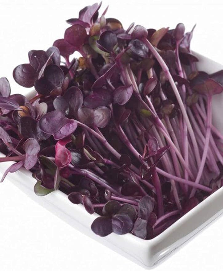Todd's Seeds Rambo Radish Sprouting Seeds, 1 lb – Non-GMO | Striking red/purple sprouts. Ready in 5 days. High in vitamins & minerals. Great for salads, sandwiches & sushi.