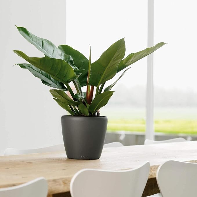 Lechuza Classico LS 21 Black High Gloss, Self-Watering Round Planter, D8.3 H7.9 in