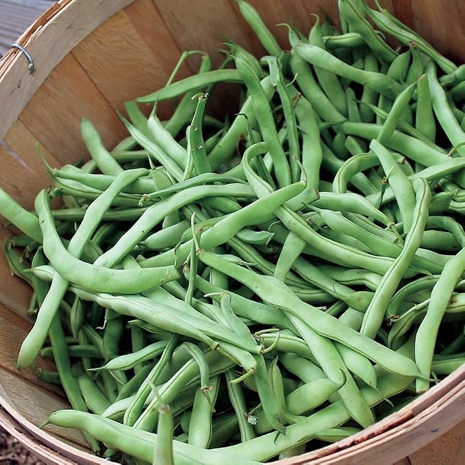 Park Seed Kentucky Blue Pole Bean Seeds – AAS Winner, 8–9 Inch Pods, Tall Vines for Trellises or Three Sisters Planting, Classic Beany Flavor, Fast Growing Hybrid – 1/4 lb Pack