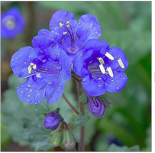 3,000+ California Bluebells Wildflower Seeds - California Native Wildflower - Nemophila Menziesii S