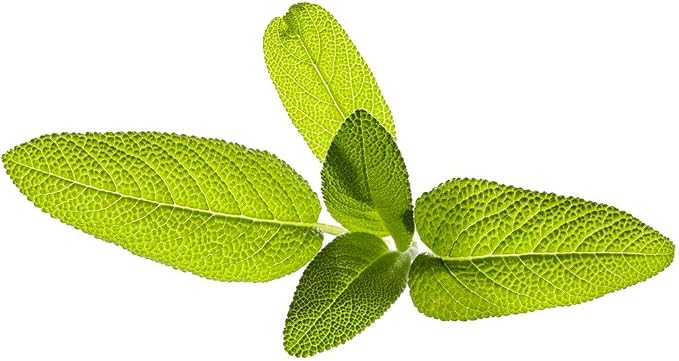 Click and Grow Smart Garden Garden Sage Plant Pods, 3-Pack