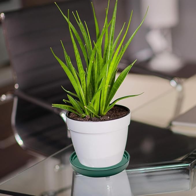 Yukfona Ceramic Plant Saucer Tray 2 Pcs 7 Inch Green, 7" OD x6.8 ID x0.9 Deep| Fits Flower pots Bottom≤ 6.8", Heavy Duty Glazed Round Planter Drip with Catch Basin for Indoor Outdoor Plants