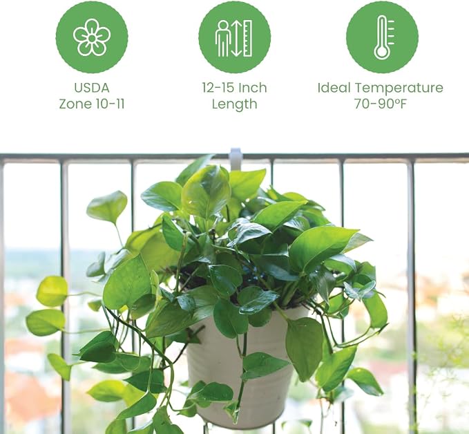 American Plant Exchange Golden Pothos – Live 8-Inch Hanging Basket, Devil’s Ivy, Easy-Care Air Purifying Houseplant, Fast-Growing Trailing Vine for Hanging Planters, Indoor Home or Office Décor