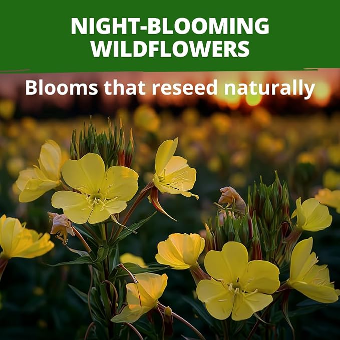 HOME GROWN Evening Primrose Seeds for Planting, Oenothera Lamarckiana, 575 Heirloom Non-GMO Wildflower Seeds, 0.3g, Yellow Blooms, Drought Tolerant, Pollinator Garden, Zones 4–9