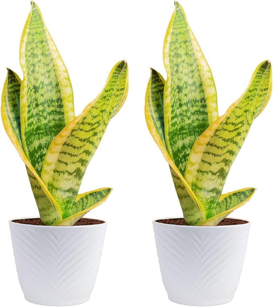 Costa Farms Snake Plant Live Houseplants (2-Pack), Sansevieria in Decor Pots, Live Indoor Plants for Low Light, Easy Care Succulents for Plant Shelf, Home Decor & Office Desk, 8-12 Inches Tall
