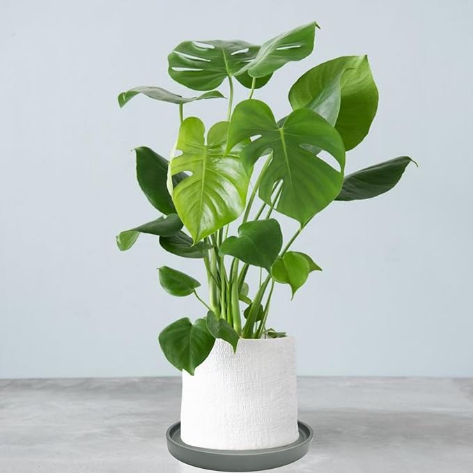 Yukfona Ceramic Plant Saucer Tray 1 Pcs 12 Inch Grey, 12.5" OD x11.9 ID x1.6 Deep| Fits Flower pots Bottom≤ 11.9", Heavy Duty Glazed Round Planter Drip with Catch Basin for Indoor Outdoor Plants