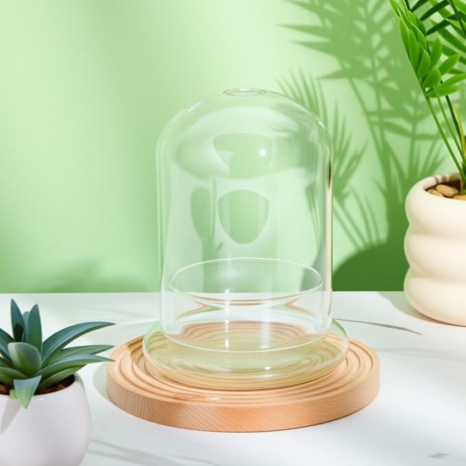 2 Pcs 4.7 x 6.3 Inch Glass Terrarium Dome Cloche with Air Hole & Glass Base, Clear Terrarium Containers Ventilated Plant Humidity Dome for Carnivorous Plants Orchids Tropical Cuttings, No Leakage