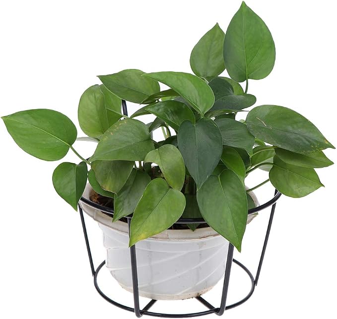 4 Pack Hanging Planters for Railings Rail Planter Hanging Baskets Flower Pot Holders Iron Plant Racks Metal Fence Planter Potted Stand Mounted Balcony Plant Baskets Container,Garden Steel Pots
