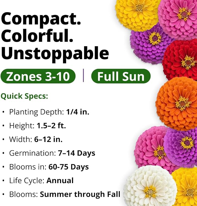 HOME GROWN Lilliput Mix Zinnia Seeds for Planting, 8450 Seeds (57g), Heirloom Non-GMO Double Dwarf Pompon Blooms for Containers, Borders, Cut Flowers & Pollinator Gardens (Zinnia elegans)