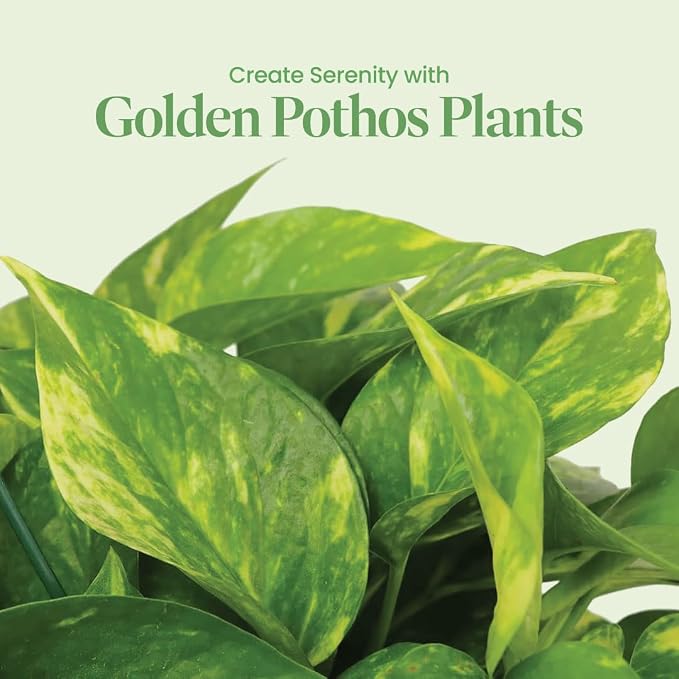 American Plant Exchange Golden Pothos – Live 8-Inch Hanging Basket, Devil’s Ivy, Easy-Care Air Purifying Houseplant, Fast-Growing Trailing Vine for Hanging Planters, Indoor Home or Office Décor