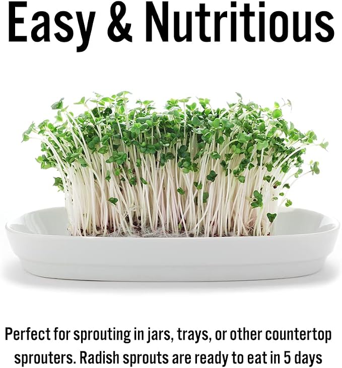 1 lb Radish Sprouting Seeds - Perfect for Sprouting & Microgreens - Healthy, Delicious, and Spicy - USA Grown