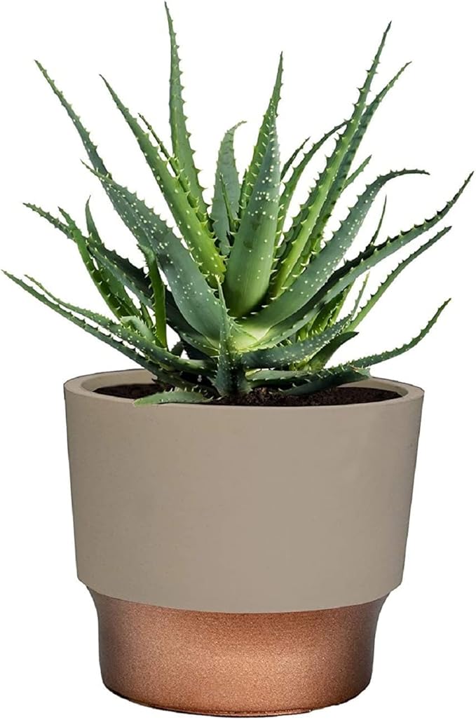 The HC Companies 3 Inch Sprite Mini Succulent Pot 3"x3"x2.50Inch in Artisan Taupe with Copper Bottom Color