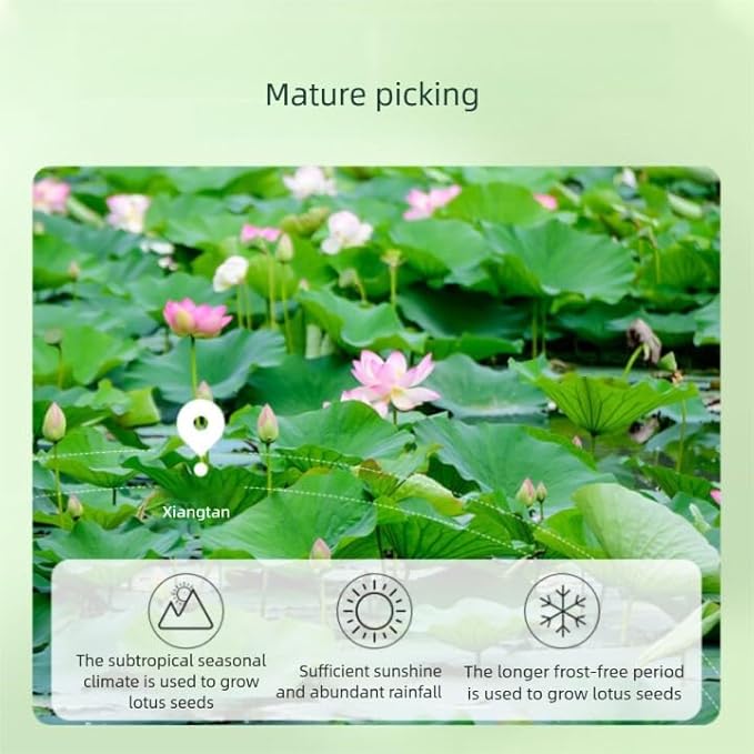 Dried Lotus Seeds- Pure Natural Chinese Herbal Medicine- 14.11oz/400g Used for making soup-Brewing tea-莲子 (Lotus seed)