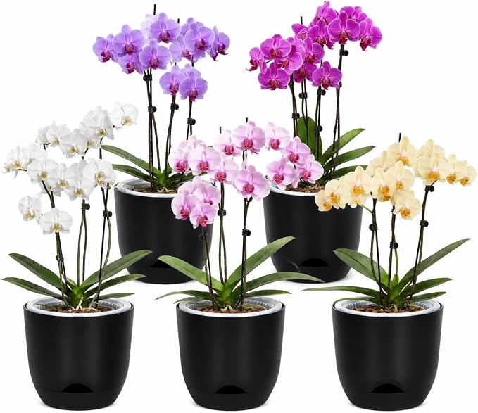 QCQHDU 5.7Inch Orchid Pots with Holes for Repotting, Double-Layer Plastic Self Watering Flower Pots for Indoor Plants with Drainage Holes, Clear Orchid Pot Match Decorative Orchid Container, 5 Packs