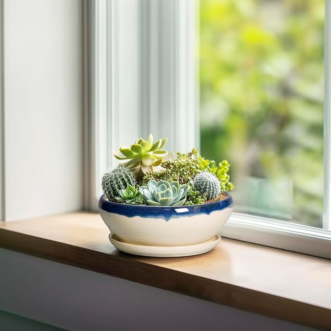 SQOWL Succulent Pots 6 Inch, Ceramic Bonsai Pots with Saucer, Blue-Beige | Round Shallow Planter for Indoor Plants, Ceramic Cactus Pot with Drainage Hole, Apartment Decor, Gifts for Women