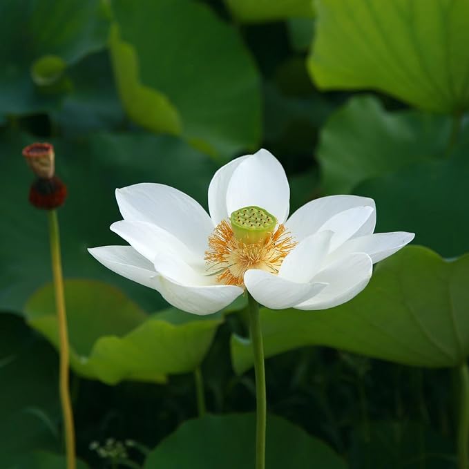 CarpetC 160+ Mixed Bowl Lotus Seeds for Planting, Nelumbo nucifera Aquatic Plant, Non-GMO Heirloom Water Lilys Flower Plant for Containers, Ponds and Water Gardens