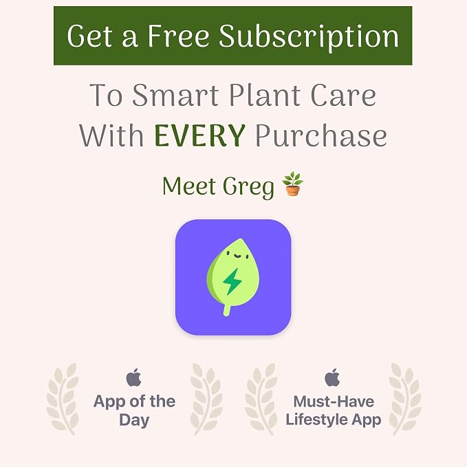 American Plant Exchange Neon Pothos – Live 6-Inch Potted Climbing Vine, Easy-Care Air Purifying Houseplant, Fast-Growing Indoor Plant for Home, Office, Bedroom, Living Room & Indoor Jungle Décor