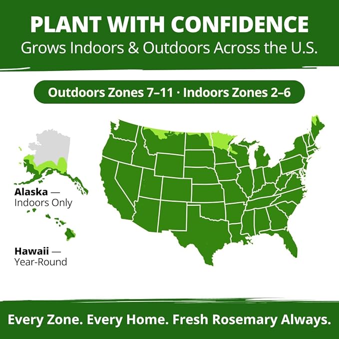 HOME GROWN Non GMO Rosemary Seeds Pack - 150 High Germinating Heirloom Herb Seeds for Planting in Indoor or Outdoor Herb Gardens (Salvia rosmarinus)