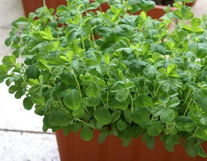 Fenugreek Sprouting Seed, Non GMO -16 oz - Country Creek Acres Brand - Fenugreek for Sprouts, Garden Planting, Cooking, Soup, Emergency Food Storage, Vegetable Gardening, Juicing, Cover Crop