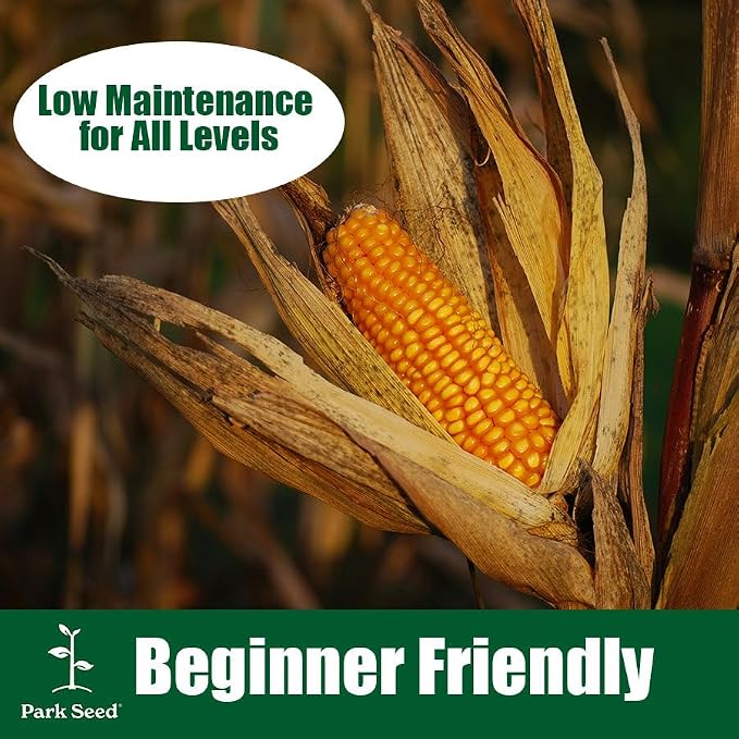 Park Seed 3 Sisters Collection – Grow Corn, Beans & Squash Together for Mutual Support, Includes Ambrosia Corn, Algarve Climbing Beans & Organic Crookneck Squash – Pack of 320 Seeds