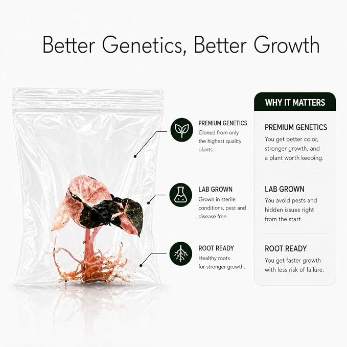 Monstera Burle Marx Flame Tissue Culture Starter Plant, Tropical Plants Live Houseplants for Collectors, Live Plants for Indoor Garden