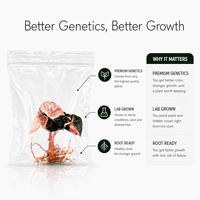 Rare Monstera White Monster Tissue Culture Starter Plants, Variegated Plants Live Houseplants, Live Plants for Collectors, Monstera Plant for Indoor Garden
