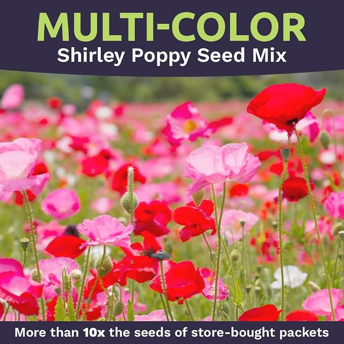Shirley Poppy Seeds – Mixed Colors – Extra Large Packet – Over 200,000 Open Pollinated Non-GMO Wildflower Seeds – Papaver rhoeas