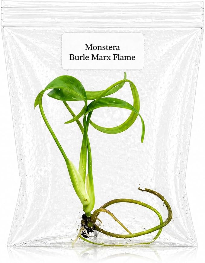 Monstera Burle Marx Flame Tissue Culture Starter Plant, Tropical Plants Live Houseplants for Collectors, Live Plants for Indoor Garden