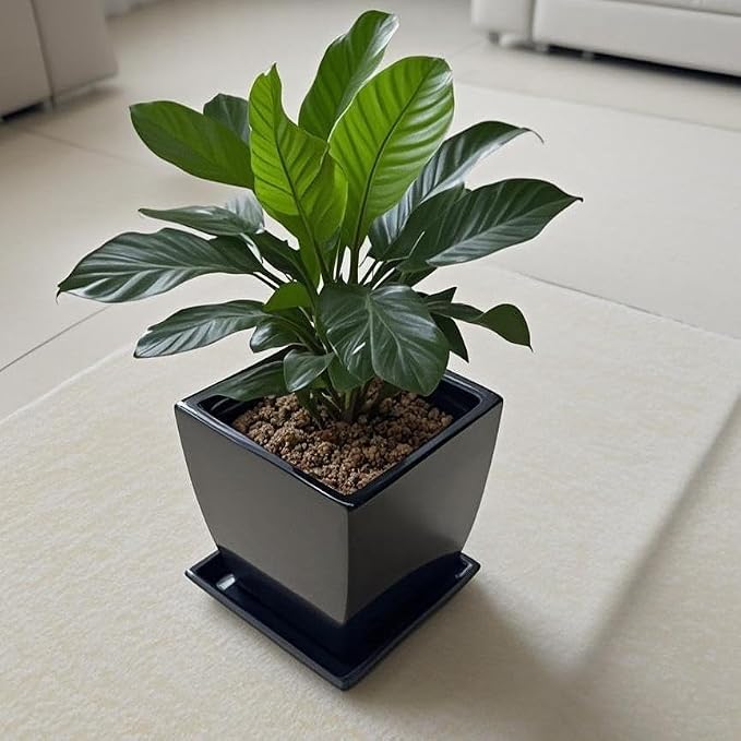 Square Ceramic Plant Saucer Tray 12 13 14 Inch Black,14" OD x12.2 ID x1.6 Deep, Sturdy Heavy Duty Glazed Planter Drip Flower pots with Catch Basin for Indoor Outdoor Plants(14" Black)