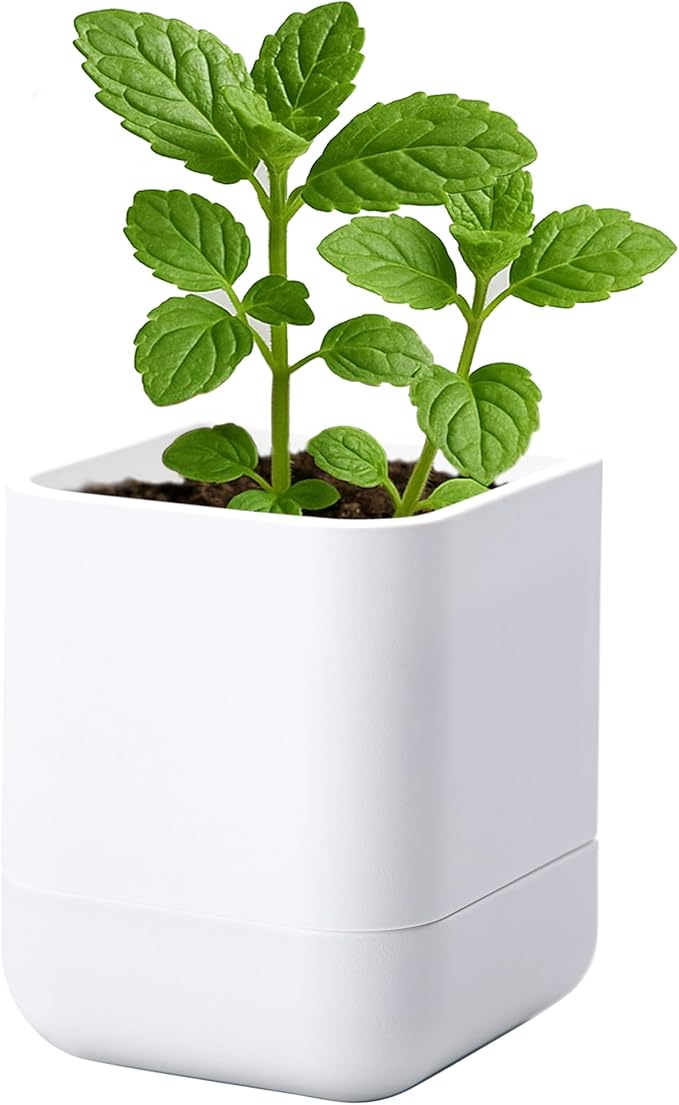 Phoenix Vine 3.5 Inch Wall Mounted Self-Watering Planter Pot for Indoor Houseplants and Herbs | Hanging Planter for Window Sills, Bathroom Walls, Home & Office Décor, White, Set of 1, 01-A-D-1