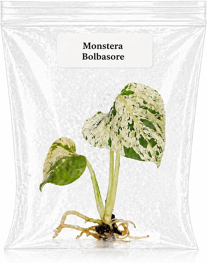 Rare Monstera Bolbasore Tissue Culture Starter Plant, Variegated Monstera Live Plants, Plants Live Houseplants, Plant Gift for Collectors and Beginners