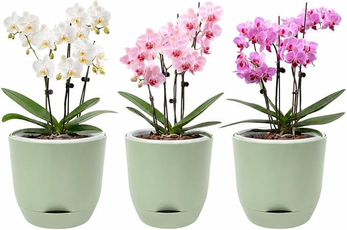 QCQHDU 7.2Inch Orchid Pots with Holes for Repotting, Double-Layer Plastic Self Watering Flower Pots for Indoor Plants with Drainage Holes, Clear Orchid Pot Match Decorative Orchid Container, 3 Packs