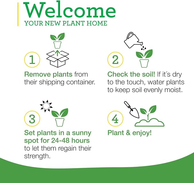 Bonnie Plants Sweet Mint Live Edible Aromatic Herb Plant - 4 Pack, Easy To Grow, Non-GMO, Perennial In Zones 5 to 11, Used In Teas & Other Beverages, Salads, Garnish, Jelly & Desserts