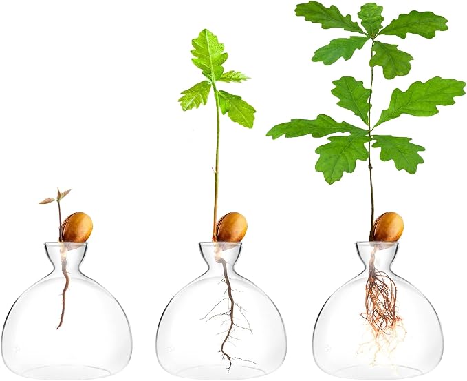 Acorn sprouting Seed Starter Planter Vase Terrariums Pot Acorn Tree Growing Kit Deco Glass Bulb Propagation Vases Grow Acorn Trees at Home Acorn Tree Growing Kit Unusual Gardening Gifts for Her Him