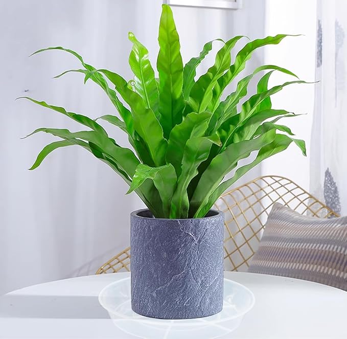 VUWEZ 6 Pack of 22 inch Plant Saucer, Plant Tray 22 Inch Round, Plant Saucers for Indoors, Plant Trays for Pots, Flower Pot Saucers, Pot Saucers for Planter 17-23" (22", Clear)